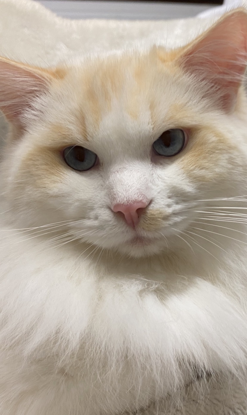 Melys Ragdolls melys-ragdolls